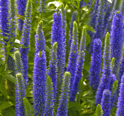 Veronica 'ROYAL CANDLES' - 1 Gallon