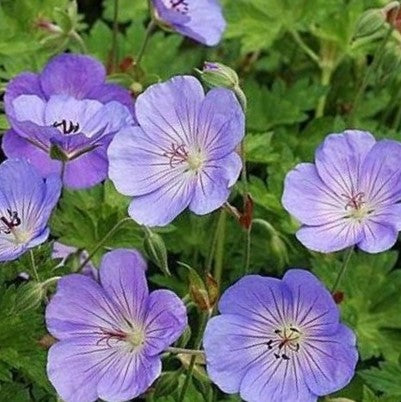 Geranium 'AZURE RUSH' - 1 Gallon