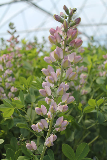 'PINK TRUFFLES' Baptisia - 1 Gallon (PW)