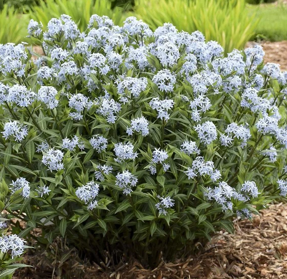 Amsonia 'STARSTRUCK' - 1 Gallon