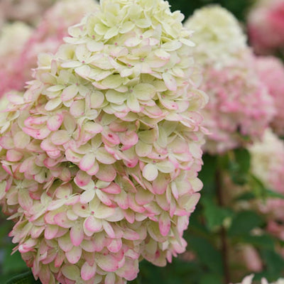 Hydrangea (Pan) 'LIMELIGHT PRIME'® - 3 Gallon (PW)