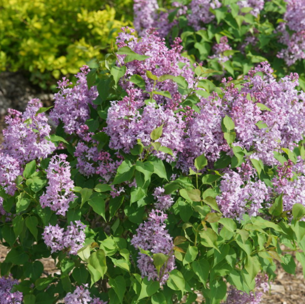 Syringa 'SCENTARA PURA'® - 3 Gallon (PW)