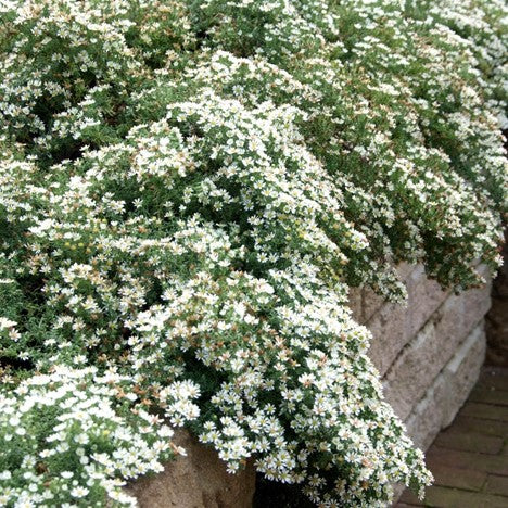 'SNOW FLURRY' ASTER -  1 Gallon Pot (AB)