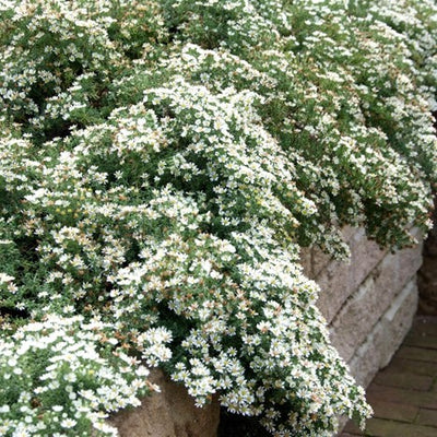 'SNOW FLURRY' ASTER -  1 Gallon Pot (AB)