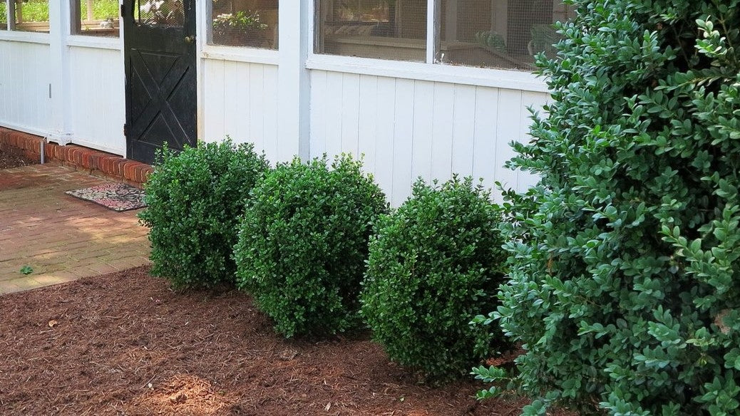 Buxus 'NEWGEN FREEDOM' - 2 Gallon