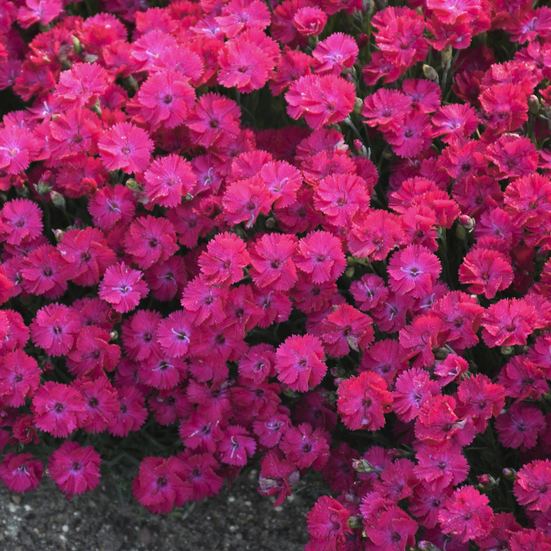 Dianthus 'PAINT THE TOWN RED' - 1 Gallon (PW)
