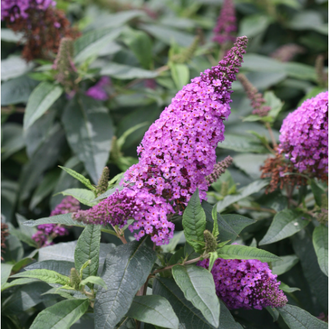 BUDDLEIA 'PUGSTER PERIWINKLE'®  G3 PW