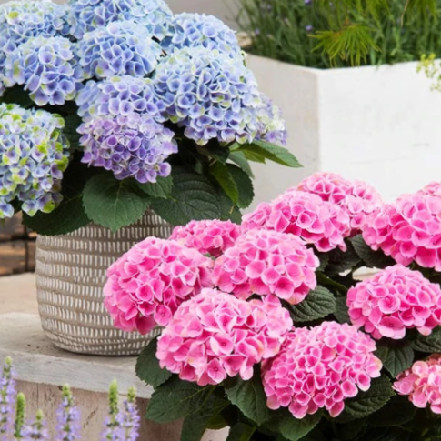 HYDRANGEA M. 'ELIZABETH ASHLEY'  G3 PTW
