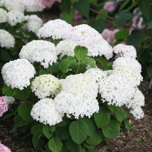 Hydrangea (Arb) 'INVINCBLE WEE WHITE®' - 2 Gallon (PW)