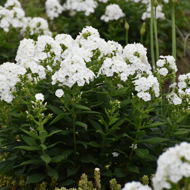 'LUMINARY BACKLIGHT' Panicle Phlox - 1 Gallon (PW)