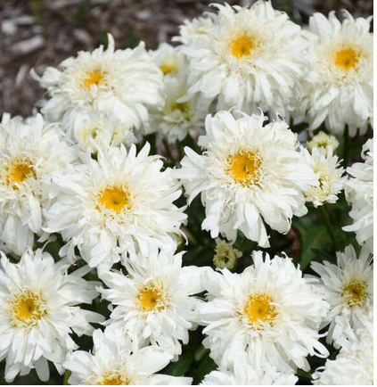 Leucanthemum 'MARSHMALLOW' (Shasta Daisy) - 1 Gallon