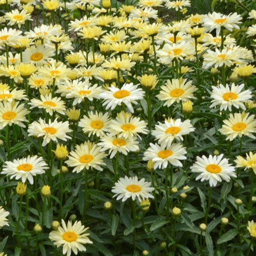 Leucanthemum 'BANANA CREAM 2' - 1 Gallon (PW)