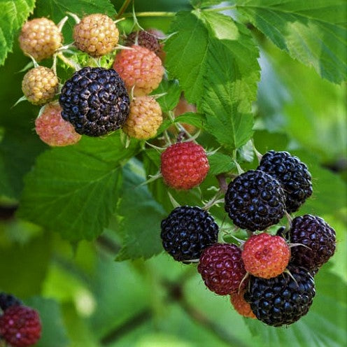 Rubus 'JEWEL'  Raspberry Bush - 1 Gallon