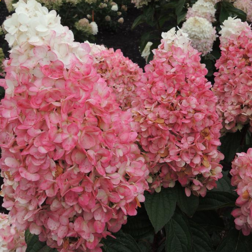 Hydrangea (Pan) 'RUBY SNOW' - 3 Gallon (WF)