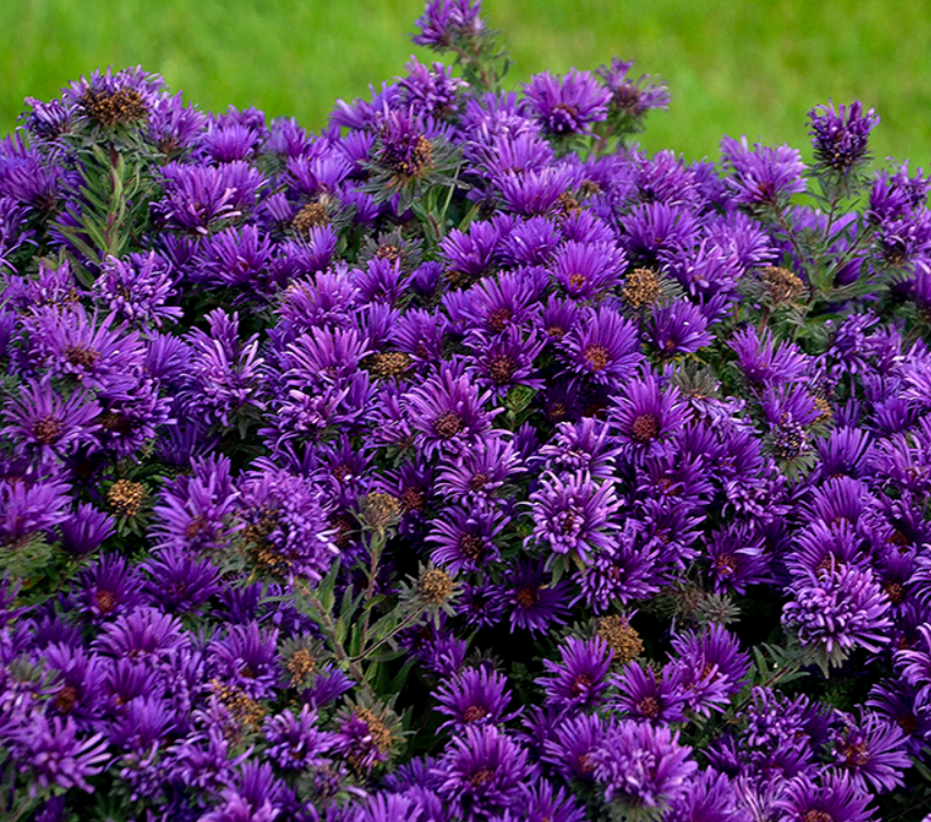 Aster 'GRAPE CRUSH' - 1 Gallon