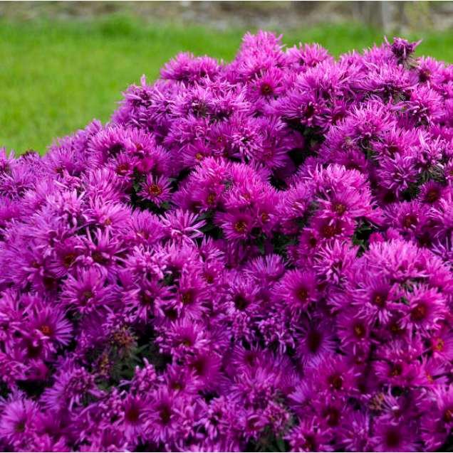 Aster 'PINK CRUSH' - 1 Gallon