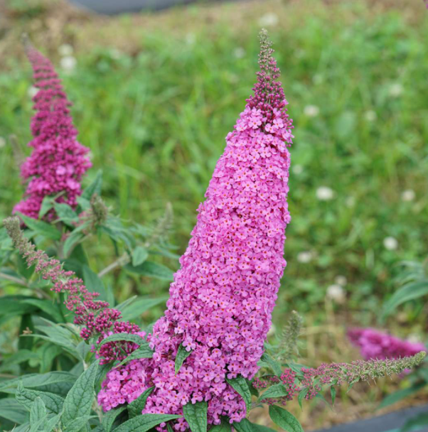 BUDDLEIA 'PUGSTER PINKER'®  G3 PW