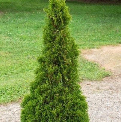 Thuja Occ. 'EMERALD PETITE' (Arborvitae) - 3 Gallon