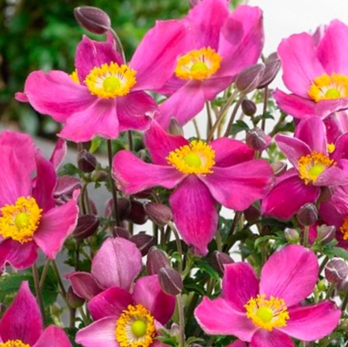 ANEMONE 'FANTASY RED RIDING HOOD'  19CM