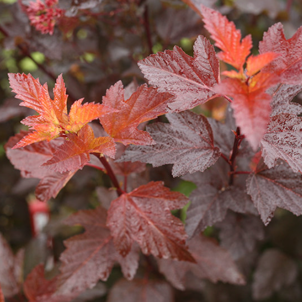 PHYSOCARPUS O. 'GINGER WINE'® G3 15" PW