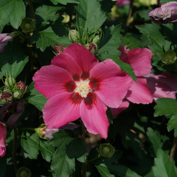 HIBISCUS PARAPLU ROUGE™ G3 18"  PW