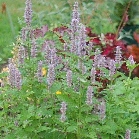 Agastache Foeniculum - 1 Gallon (American Beauties)