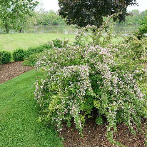 'JOLENE JOLENE'® Beautybush - 3 Gallon (PW)
