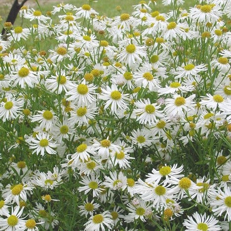 Boltonia Snowbank - 1 Gallon (American Beauties)
