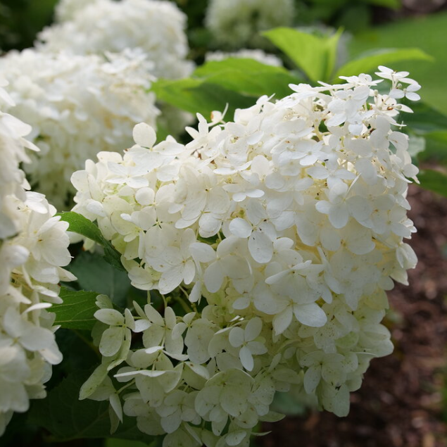 Hydrangea (Pan) 'PUFFER FISH™' - 3 Gallon (PW)