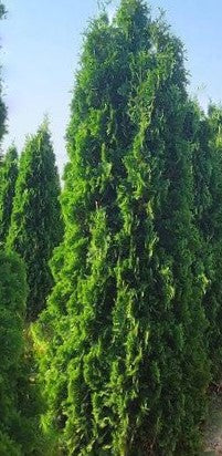 Arborvitae 'THIN MAN'  - 3 Gallon