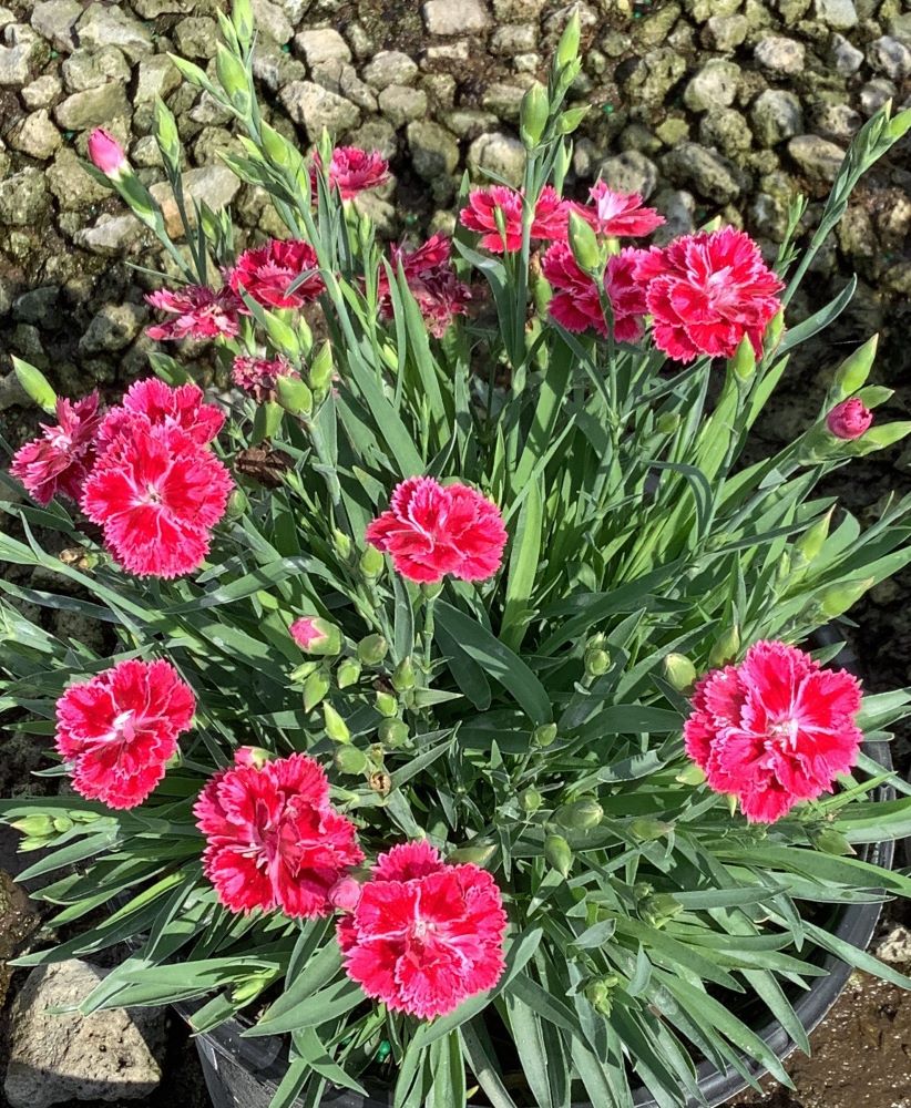 Dianthus 'MAGENTA BICOLOR' - 1 Gallon