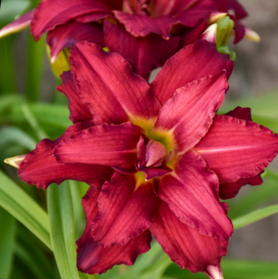 Hemerocallis 'Double Pardon Me'
