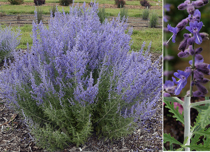 'DENIM N LACE' Perovskia (Russian Sage) - 1 Gallon (PW)