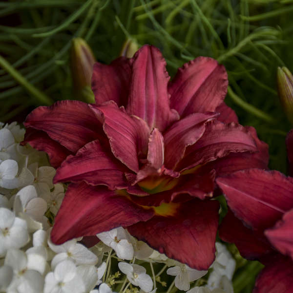 Hemerocallis 'Double Pardon Me'