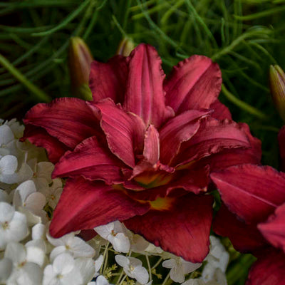 Hemerocallis 'Double Pardon Me'