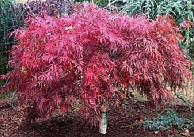 Japanese Lace Leaf Maple Tree - ACER 'TAMUKEYAMA'  - 3 Gallon Pot