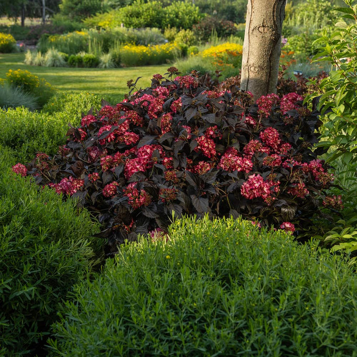 Hydrangea (Mac) 'ECLIPSE'® - 3 Gallon (First Editions) – Bast