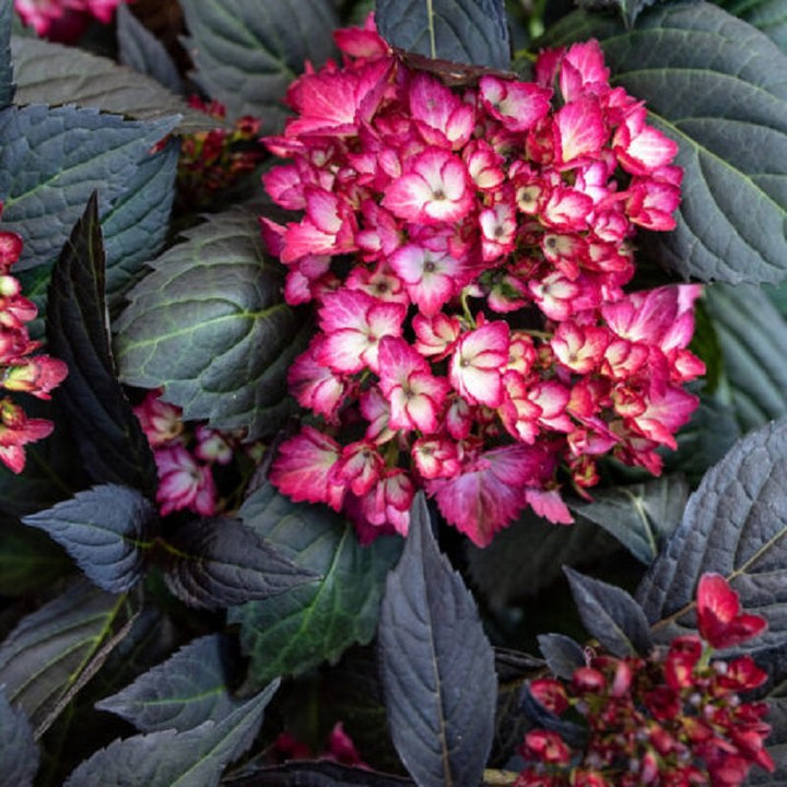 Hydrangea (Mac) 'ECLIPSE'® - 3 Gallon (First Editions) – Bast
