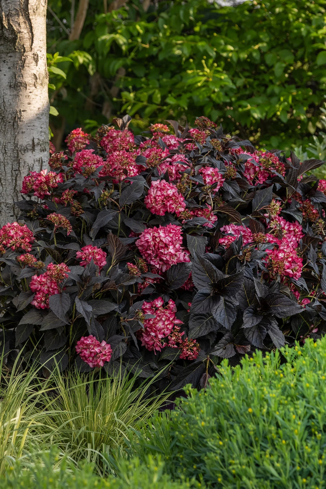 セファロタス dark clon Bot.Garden Liberec~ Hydrangea (Mac) 'ECLIPSE'® - 3 Gallon (First Editions) – Bast