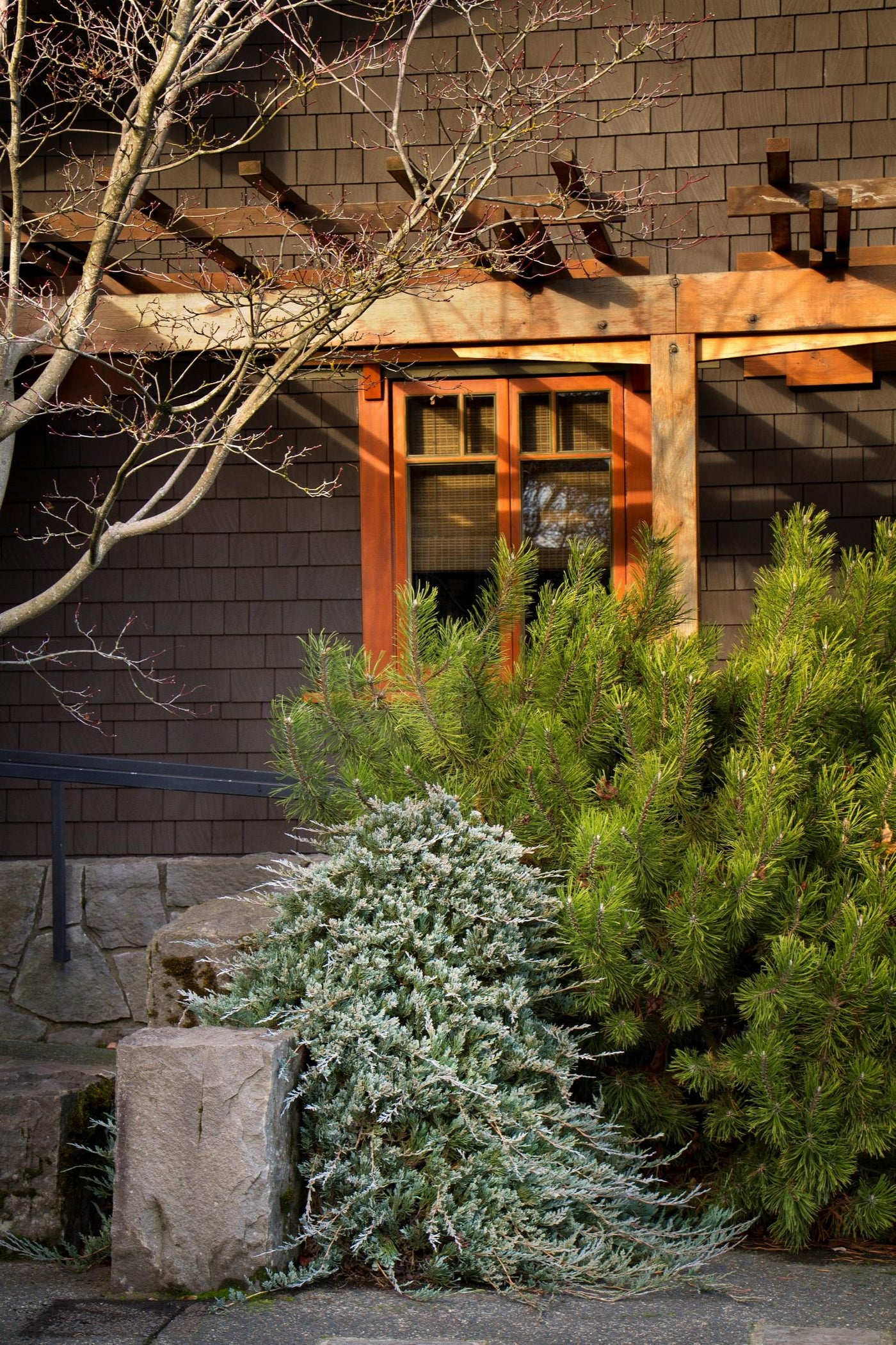 Juniper 'Wiltonii' - 2 Gallon Pot