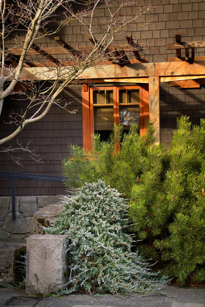 Juniper 'Wiltonii' - 2 Gallon Pot