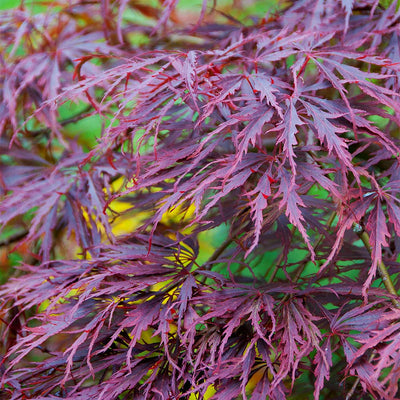 Japanese Lace Leaf Maple Tree - ACER 'TAMUKEYAMA'  - 3 Gallon Pot