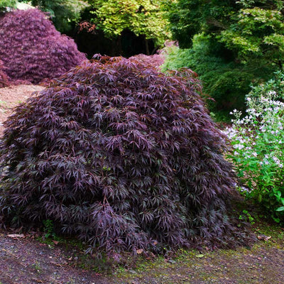 Japanese Lace Leaf Maple Tree - ACER 'TAMUKEYAMA'  - 3 Gallon Pot