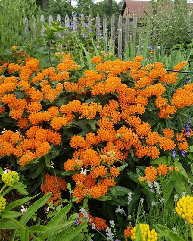 ASCLEPIAS TUBEROSA G1 AB