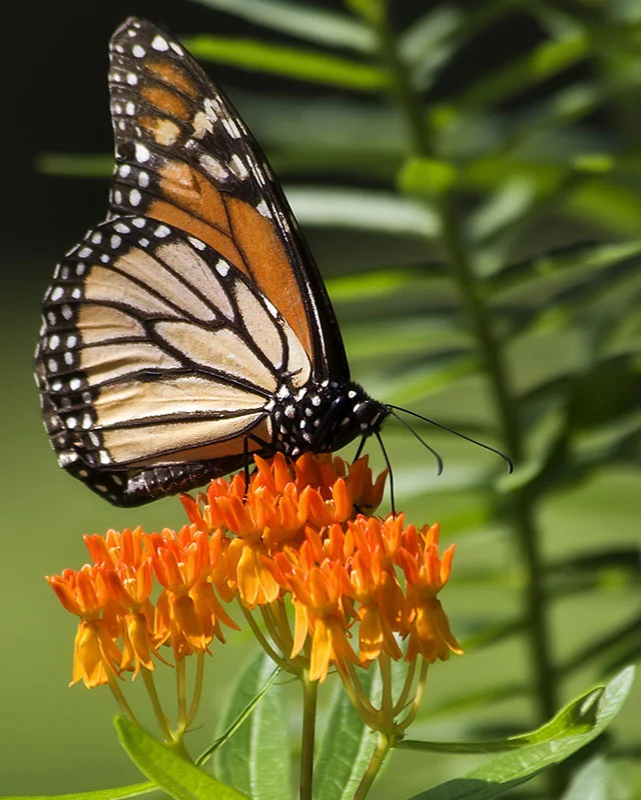 ASCLEPIAS TUBEROSA G1 AB