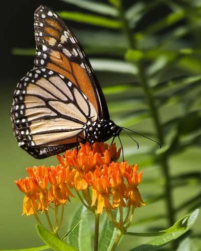 ASCLEPIAS TUBEROSA G1 AB