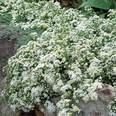 'SNOW FLURRY' ASTER -  1 Gallon Pot (AB)