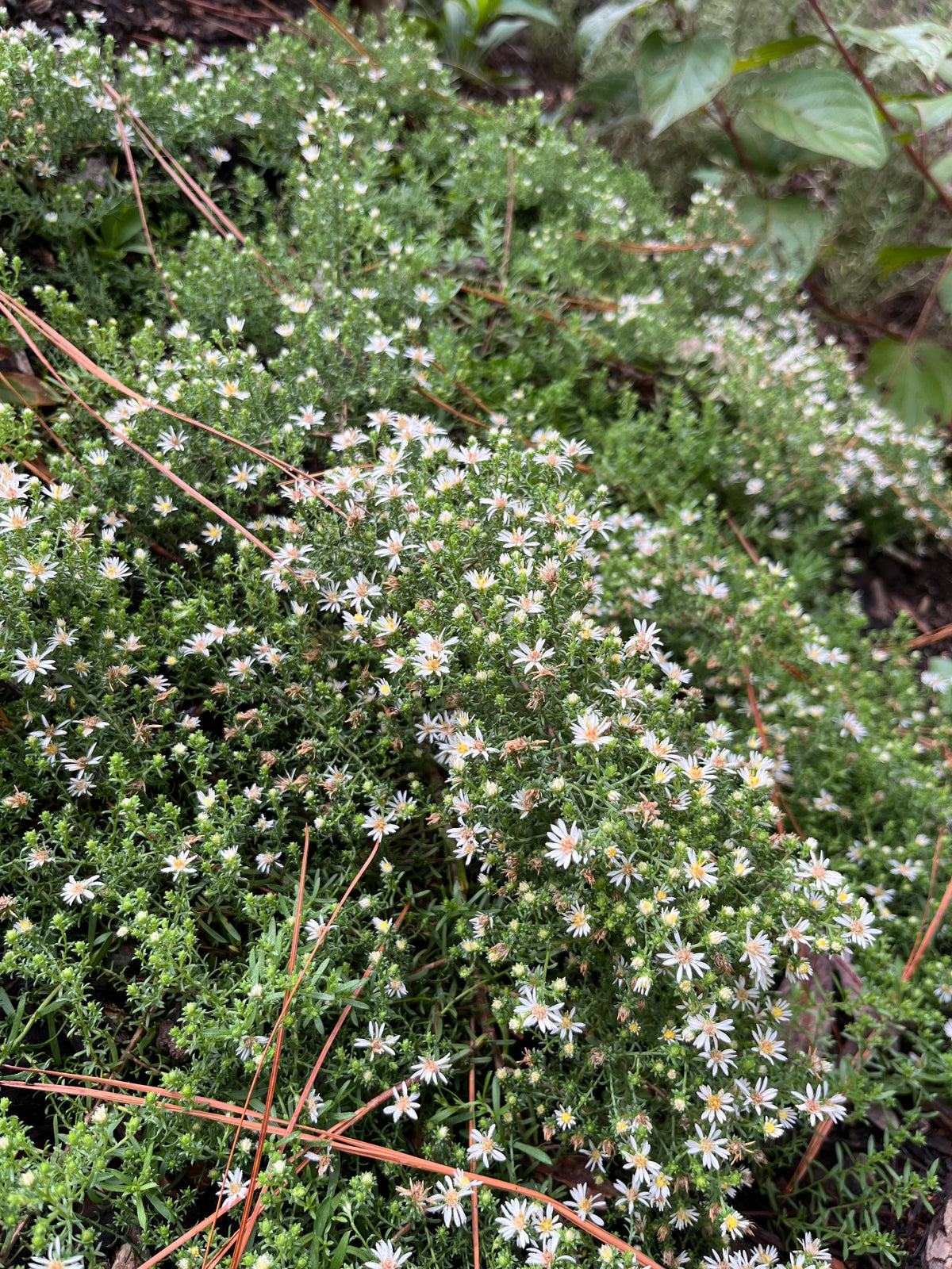 'SNOW FLURRY' ASTER -  1 Gallon Pot (AB)