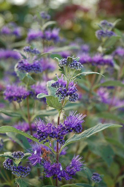 CARYOPTERIS X C. 'DARK KNIGHT'  G2