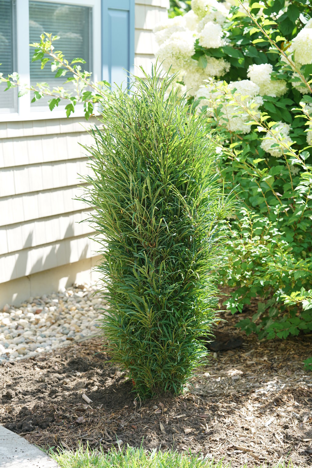 FINE LINE® Rhamnus - 1 Gallon (PW)